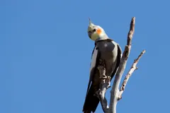 Cockatiel