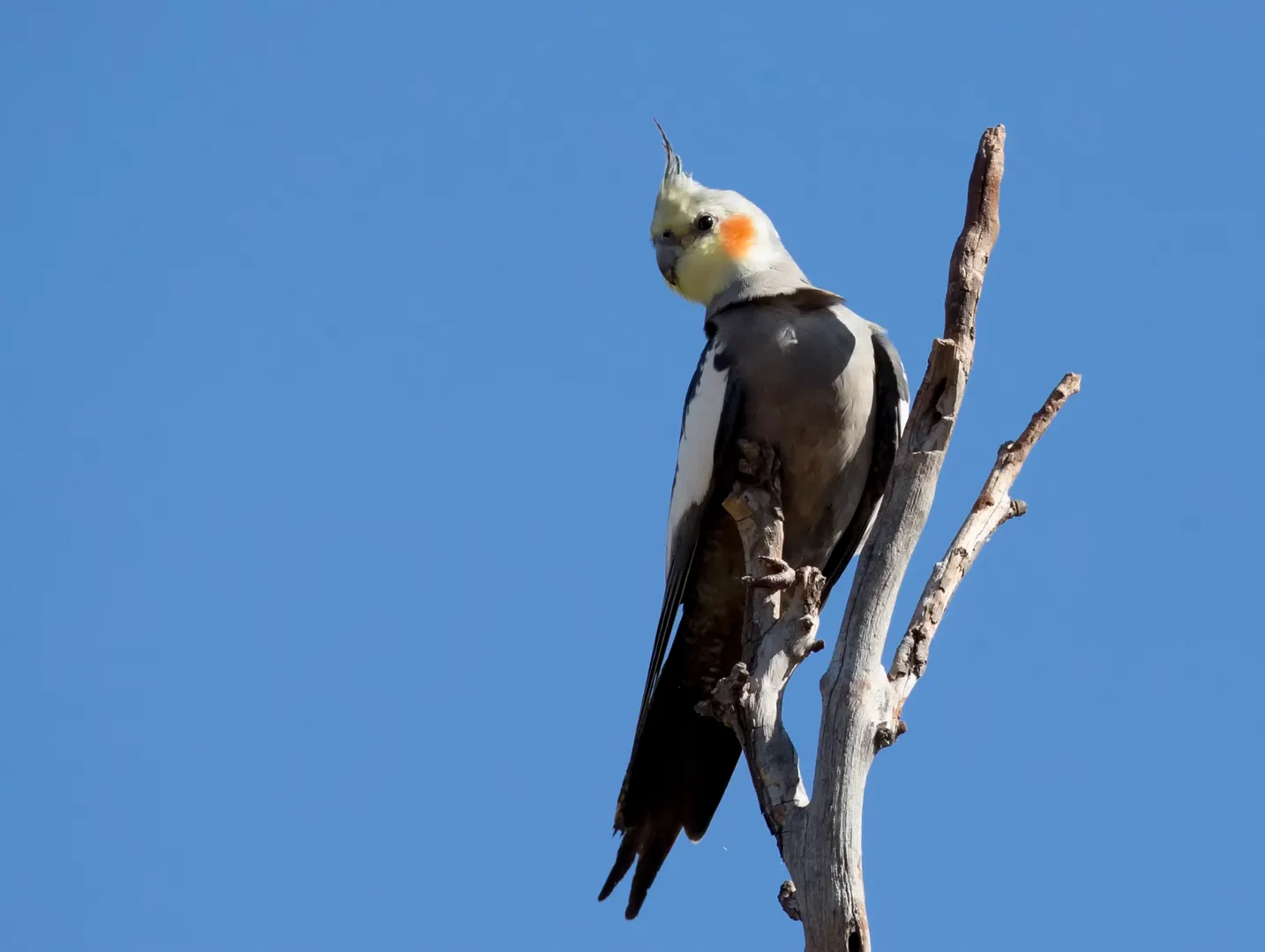 Cockatiel