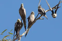 Flock of wild cockatiels perched on bare branches, one flying in