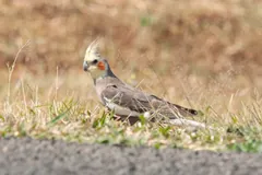 Cockatiel standing on dry ground beside a road verge