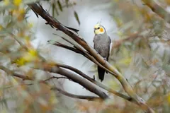 Cockatiel perched among thin gum tree branches