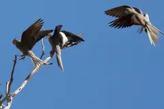 Cockatiels taking off from a dead tree with wings spread
