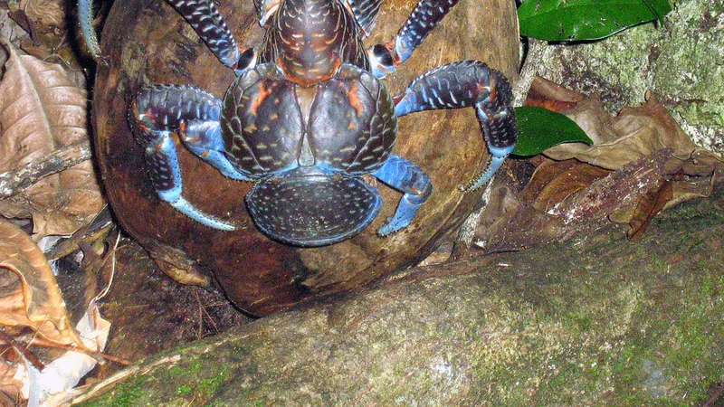 Coconut Crab in natural habitat