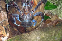 Coconut Crab in natural habitat