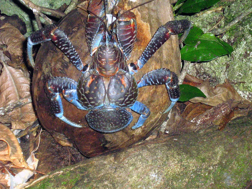 Coconut Crab in natural habitat
