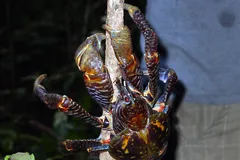 Coconut Crab in natural habitat