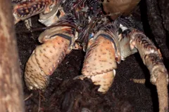 Coconut Crab in natural habitat