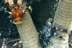 Coconut Crab in natural habitat