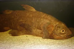 Coelacanth in natural habitat