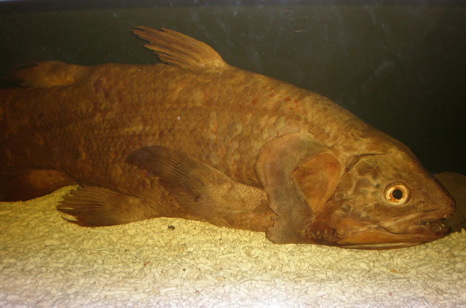Coelacanth in natural habitat
