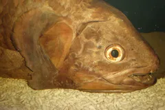 Coelacanth in natural habitat