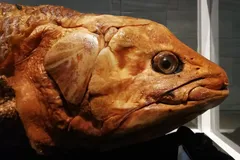 Coelacanth in natural habitat