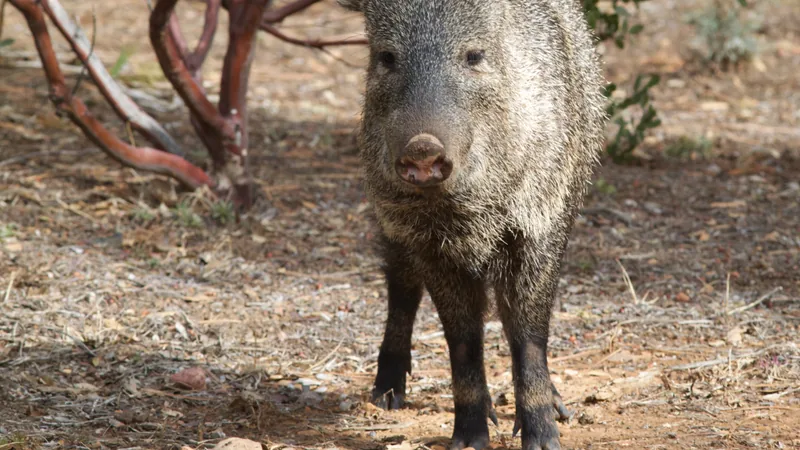Bristly grey collared peccary facing forward under red-barked shrubs