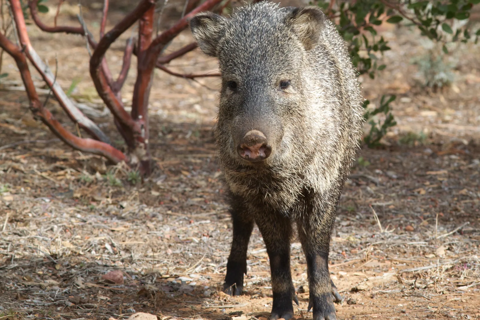 Collared Peccary