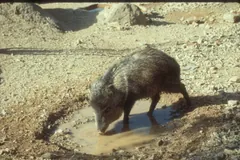 Collared peccary drinking from a muddy puddle on dry desert ground