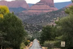 Small herd of peccaries crossing a desert road with red rock cliffs behind