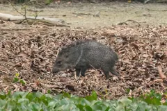 Collared peccary walking across dry leaf litter