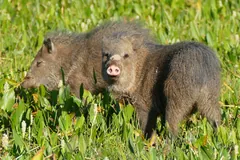 Two collared peccaries side by side in bright green wetland plants