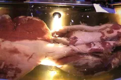 Colossal squid specimen showing mantle and tentacle spread