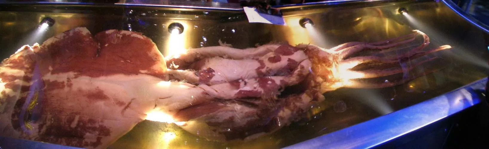 Colossal squid specimen showing mantle and tentacle spread