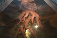 Colossal squid full body display