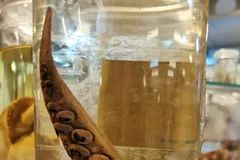 Colossal squid tentacular club hooks