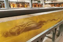 Colossal squid head and brachial crown
