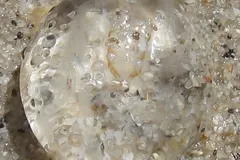 Bioluminescent sea gooseberry comb jelly drifting with delicate ciliated tentacles