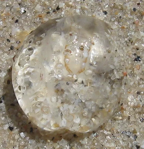 Bioluminescent sea gooseberry comb jelly drifting with delicate ciliated tentacles