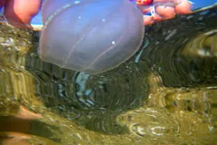 Comb jelly floating gracefully in deep black oceanic waters
