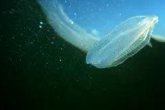 Close-up of ctenophore showing iridescent diffraction along pulsing ciliary bands