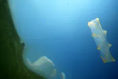 Sea gooseberry comb jelly extending long delicate tentillae tentacles in open sea