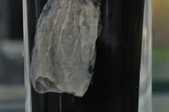 Comb jelly illuminated against dark abyssal marine background