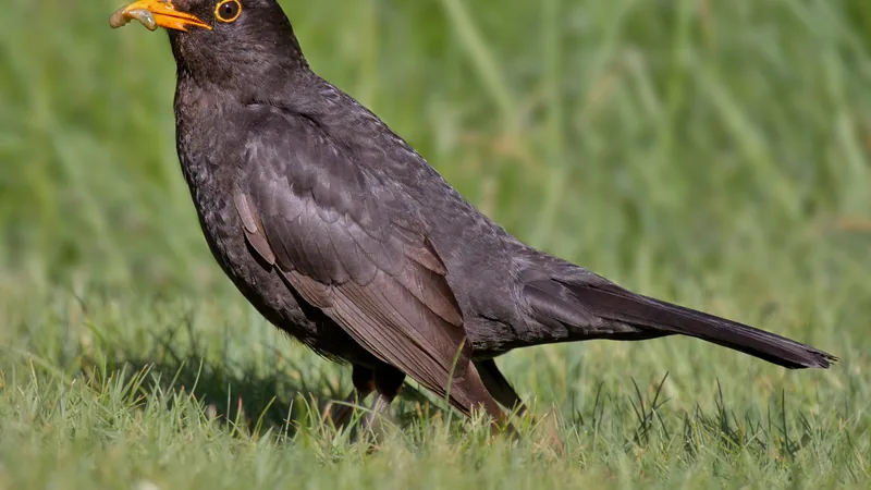 Male common blackbird on grass, all black with an orange-yellow bill and eye-ring