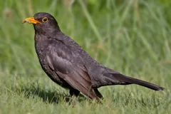 Common Blackbird