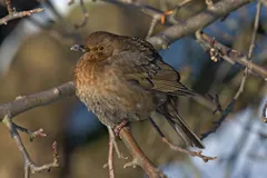 Brown female common blackbird perched among bare twigs