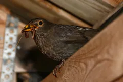 Female common blackbird under a wooden ledge with food in its bill