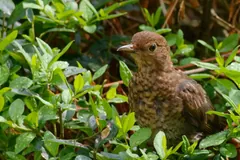 Speckled brown young common blackbird sitting in a green hedge