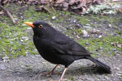 Male common blackbird standing on bare earth among fallen leaves