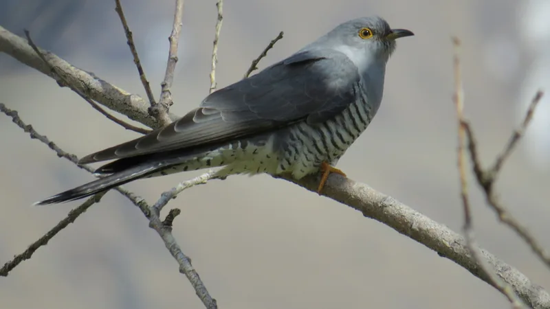 Grey common cuckoo perched on a bare twig, its barred white belly showing