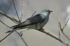 Common Cuckoo