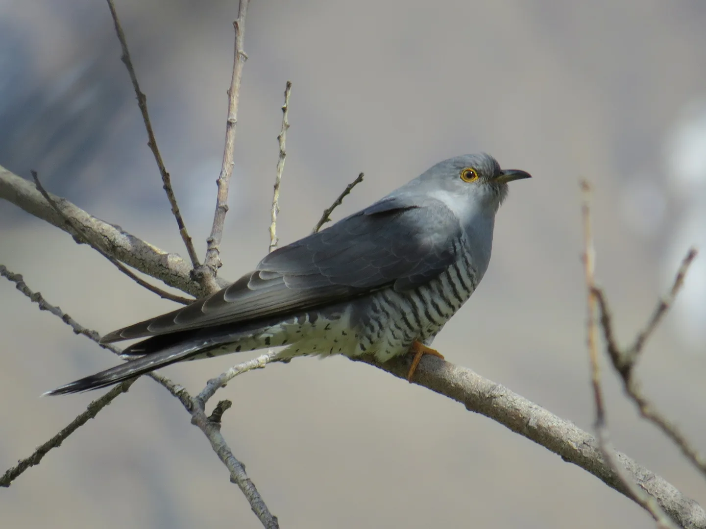 Common Cuckoo