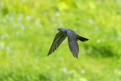 Common cuckoo flying low over green grass with a caterpillar in its bill