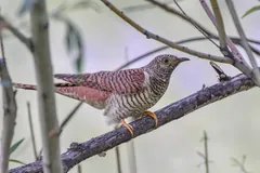 Rufous, heavily barred common cuckoo perched on a sloping branch