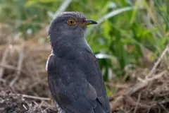 Grey common cuckoo perched on dry stems near a pond, its long tail hanging down