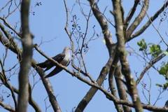 Common cuckoo on a bare branch against a blue sky