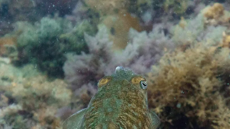 Common cuttlefish facing the camera head-on, eyes raised, its mottled brown skin blending into brown and pink seaweed