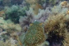 Common Cuttlefish