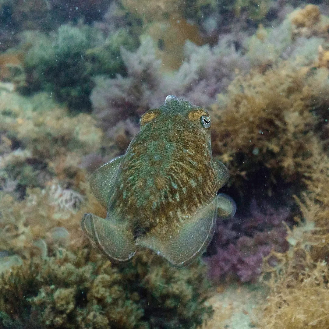 Common Cuttlefish