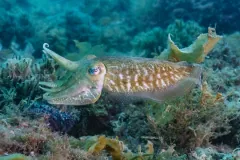 Common cuttlefish hovering over seaweed with one arm curled upward, its brown mantle flecked with white and the fin rippling